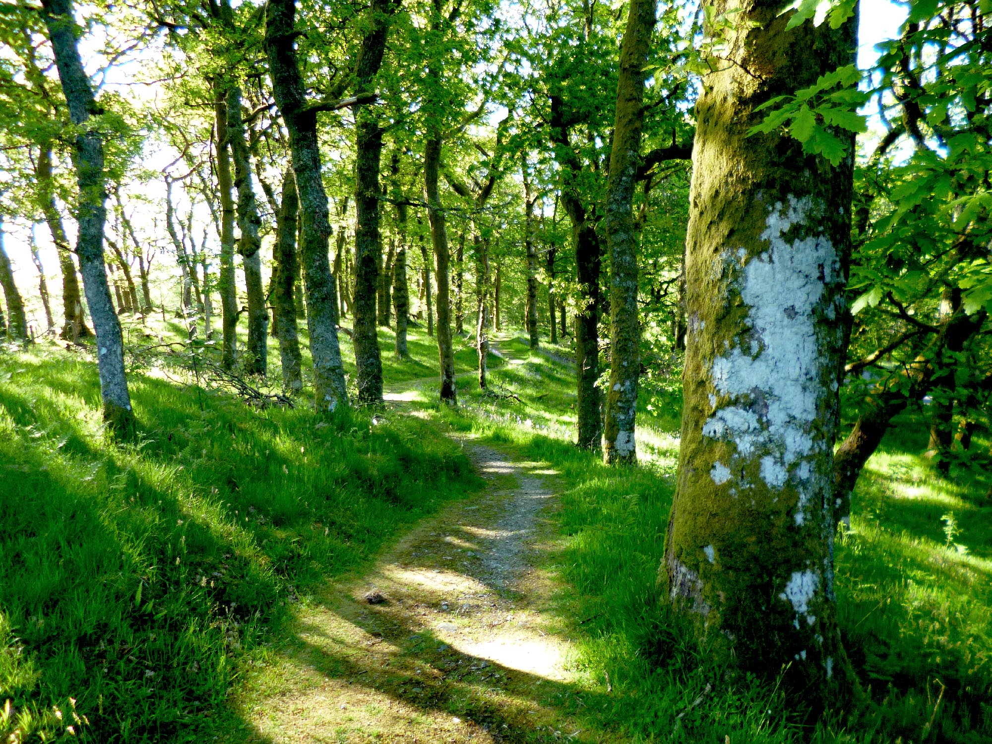 oakenleaf shamanic healing practice in Methven Perthshire Scotland